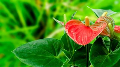 Anthurium scherzeria